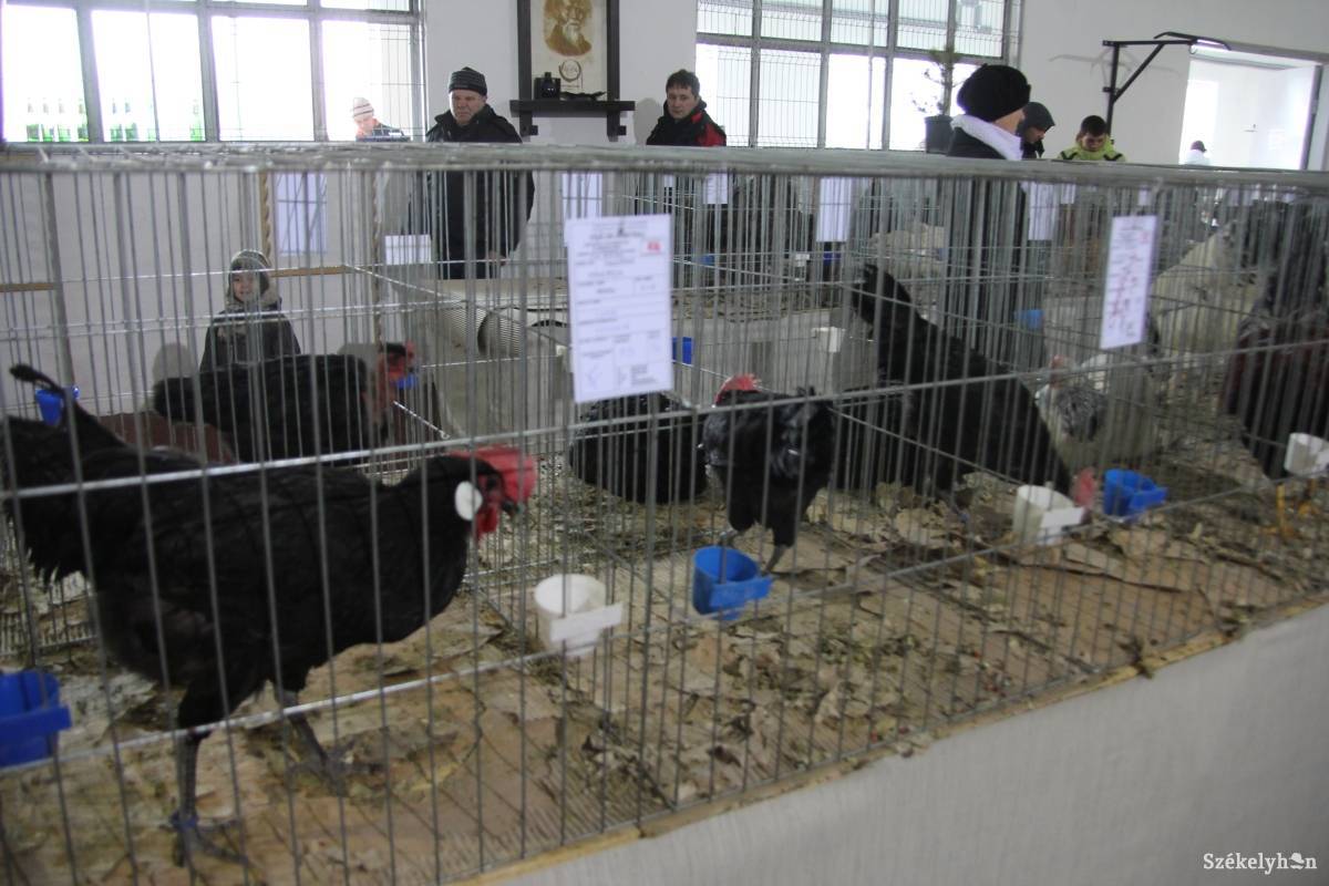 •  Fotó: Pál Gábor